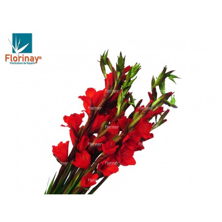 Gladiola roja - Floricultura de Nayarit