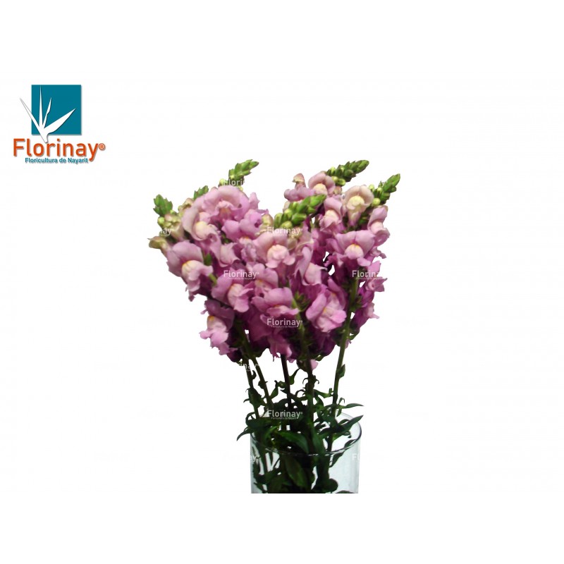 Perritos lilas - Floricultura de Nayarit
