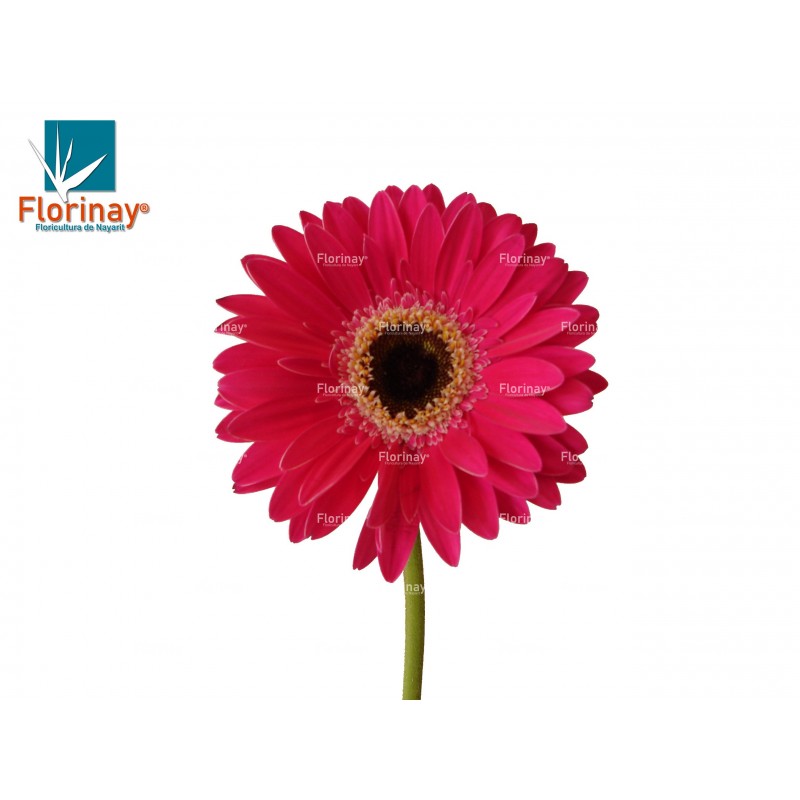 Gerbera fucsia - Floricultura de Nayarit